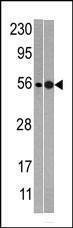 Anti-NMD3 (C-term) Antibody