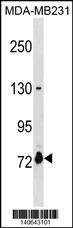 Anti-ASNSD1 (Center) Antibody