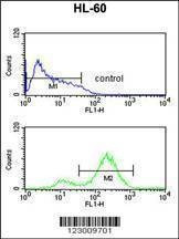 Anti-EIF4E Antibody