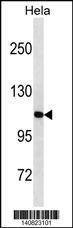 Anti-LONP1 (Center) Antibody