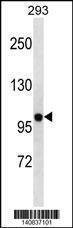 Anti-KCNB2 (N-term) Antibody