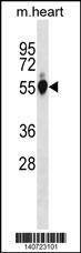 Anti-Mouse Gpi (C-term) Antibody
