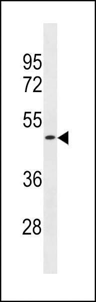 Anti-OR1S2 (C-term) Antibody