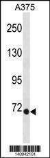 Anti-EOMES (N-term) Antibody