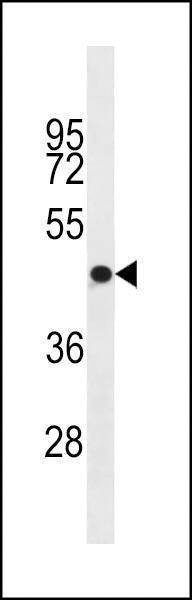 Anti-OR4S1 (C-term) Antibody