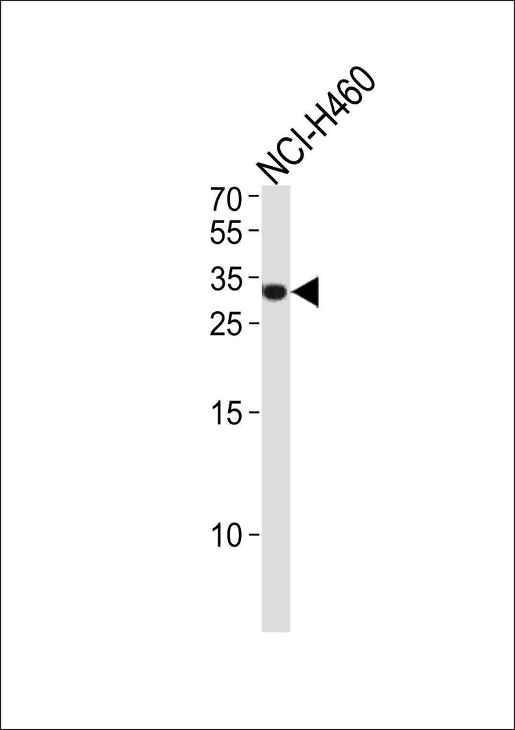 Anti-ASCL1 (N-term) Antibody
