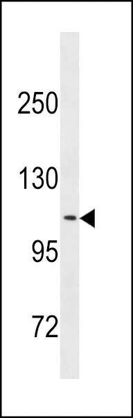 Anti-CLSTN2 (Center) Antibody