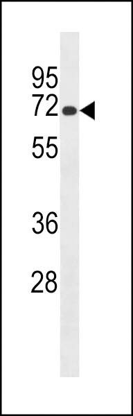 Anti-Mouse Lrmp (C-term) Antibody