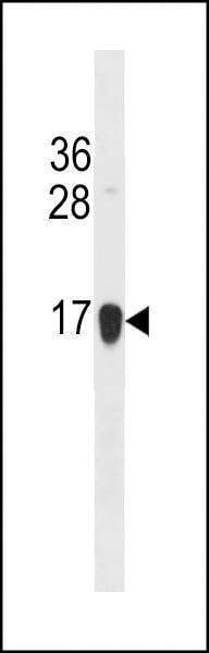 Anti-HIST1H2BJ/HIST1H2BK/HIST3H2BB (C-term) Antibody