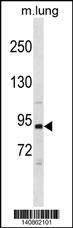 Anti-Mouse Pik3r1 (N-term) Antibody