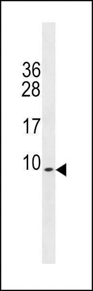 Anti-Mouse PDE6H (Center) Antibody