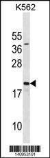 Anti-SUB1 (Center) Antibody