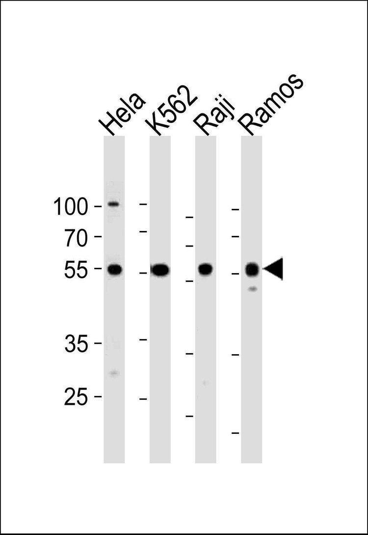 Anti-RELA (Center) Antibody