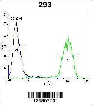 Anti-JUN (C-term) Antibody