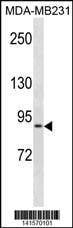 Anti-KIRREL (C-term) Antibody