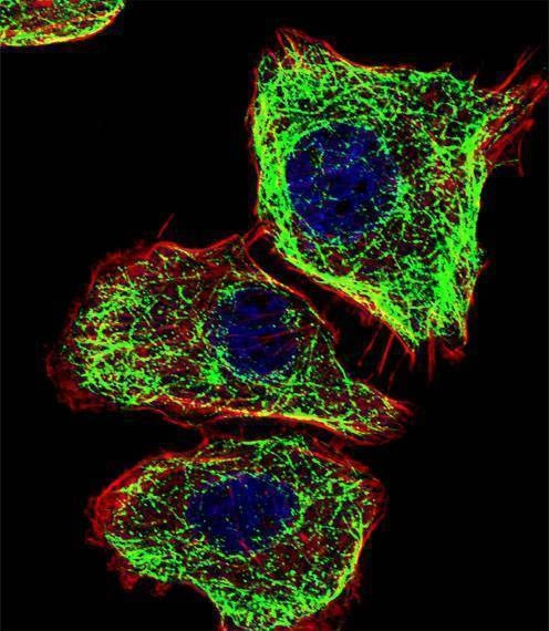Anti-DMRTA2 (C-term) Antibody