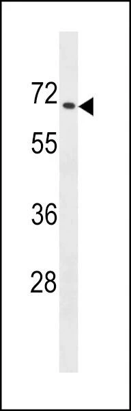 Anti-ZNF93 (N-term) Antibody