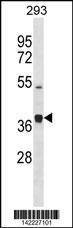 Anti-PCOLCE2 (Center) Antibody