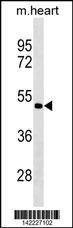 Anti-PCOLCE2 (Center) Antibody