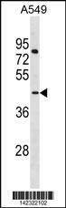 Anti-LANCL3 (C-term) Antibody