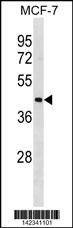 Anti-ILF2 (N-term) Antibody