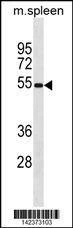Anti-Mouse Mavs (N-term) Antibody