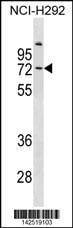 Anti-COL9A3 (Center) Antibody