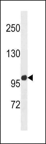Anti-Mouse ZNF865 (C-term) Antibody