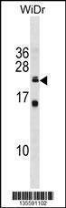 Anti-ISCU (C-term) Antibody