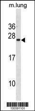 Anti-ISCU (C-term) Antibody