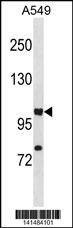 Anti-HIF1A (C-term) Antibody