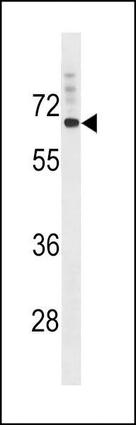Anti-SVOP (N-term) Antibody