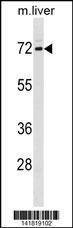 Anti-Mouse FXR1 (N-term) Antibody