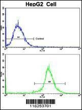 Anti-Nestin (S1409) Antibody