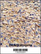 Anti-Nestin (S1409) Antibody