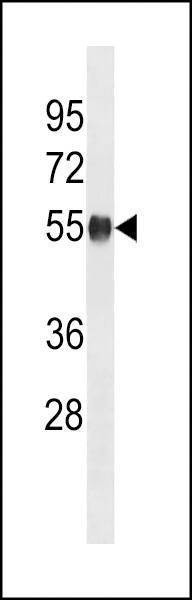 Anti-Mouse Ppm1h (Center) Antibody