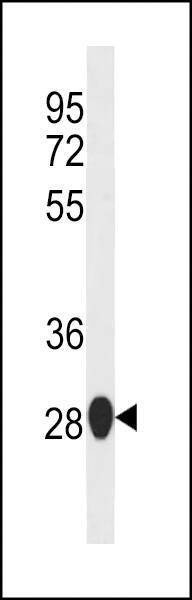 Anti-Mouse Sike1 (N-term) Antibody