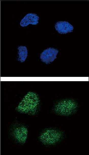 Anti-Neurogenin3 (N-term) Antibody