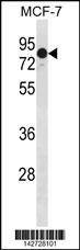Anti-GATAD2A (N-term) Antibody