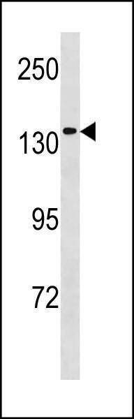 Anti-MCM9 (C-term) Antibody