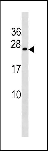 Anti-COX4NB (Center) Antibody