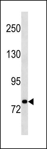 Anti-STAT3 (N-term) Antibody