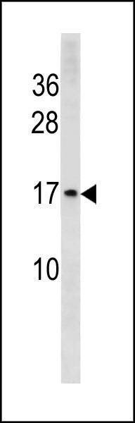 Anti-HIST1H3/2H3/3H3/H3F3 (N-term) Antibody