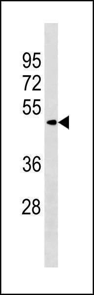 Anti-ZBTB8A (Center) Antibody