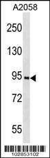 Anti-PROX1 (C-term) Antibody