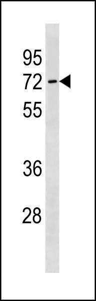 Anti-SLC7A4 (C-term) Antibody
