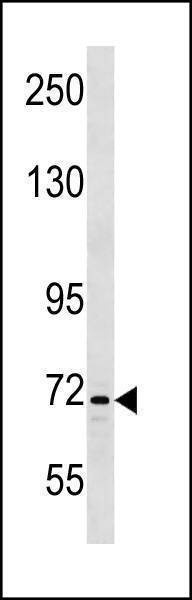 Anti-INTS9 (C-term) Antibody
