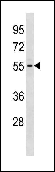 Anti-GTDC1 (Center) Antibody