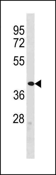 Anti-ZFP92 (N-term) Antibody