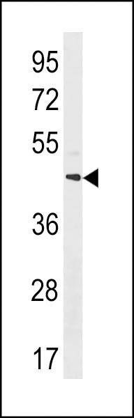 Anti-MRGPRX4 (C-term) Antibody
